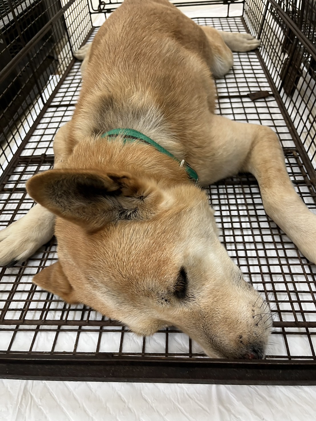 金門縣已領養狗 混種犬
