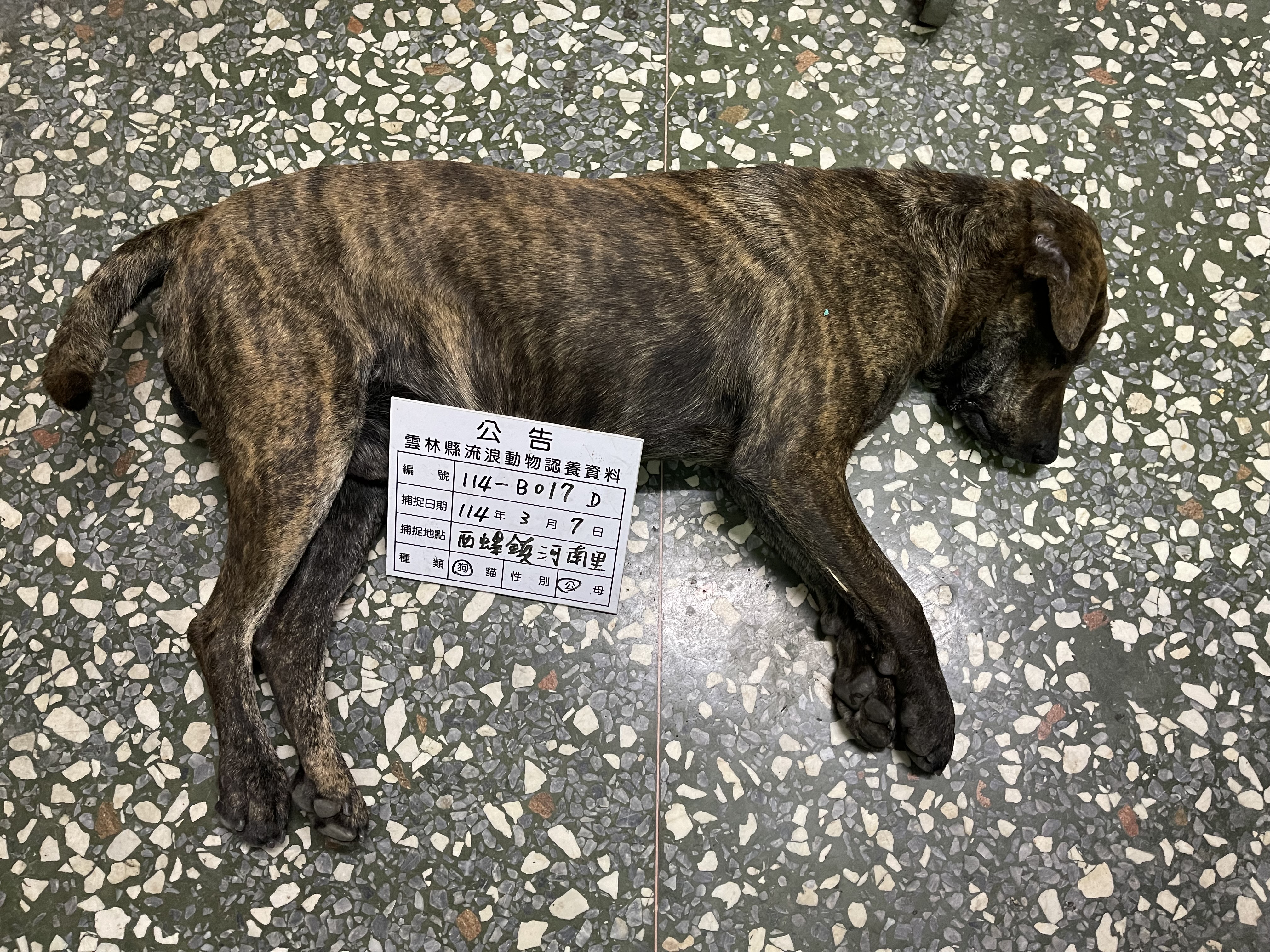 雲林縣已領養狗 混種犬
