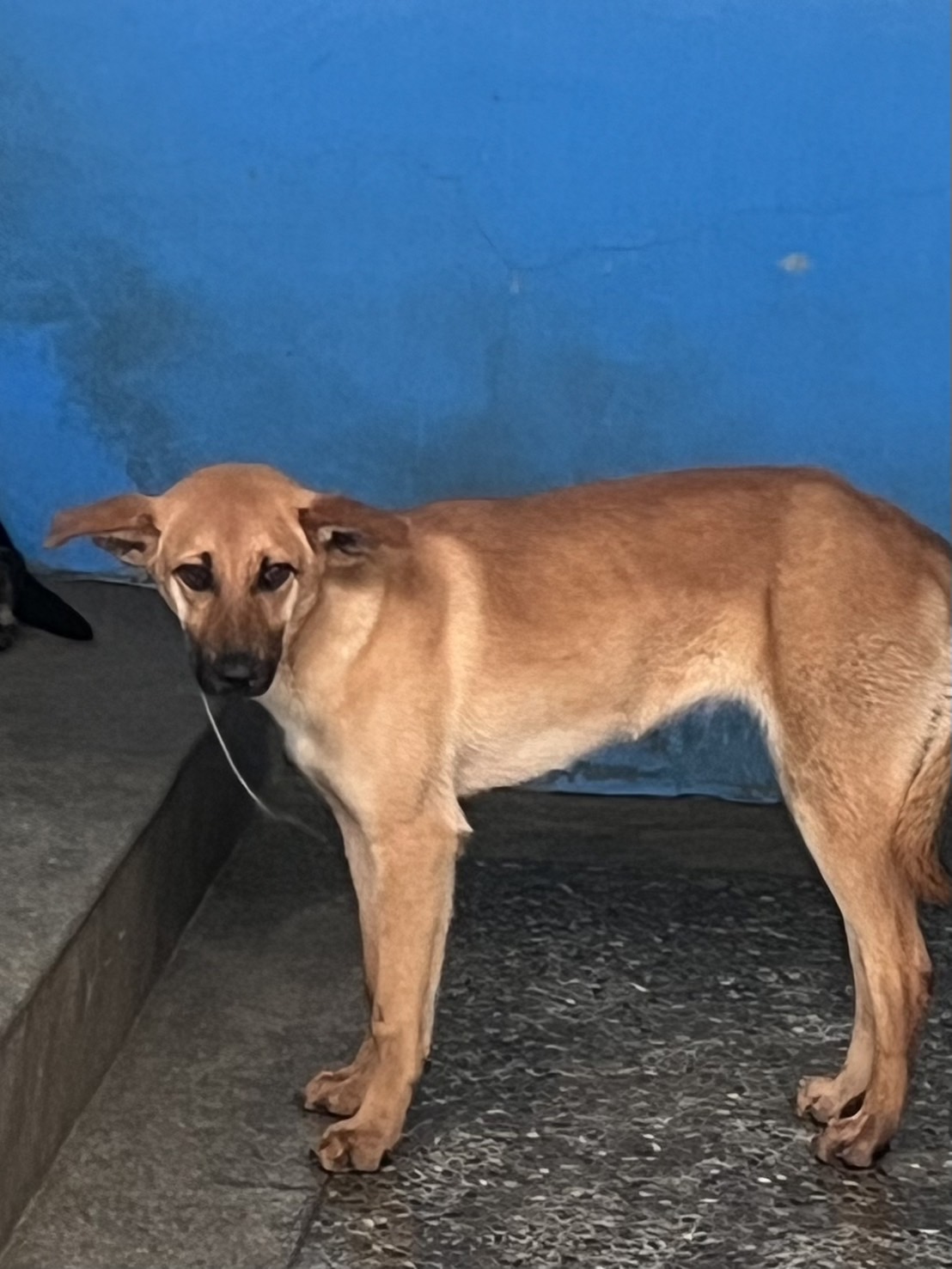 苗栗縣已領養狗 混種犬