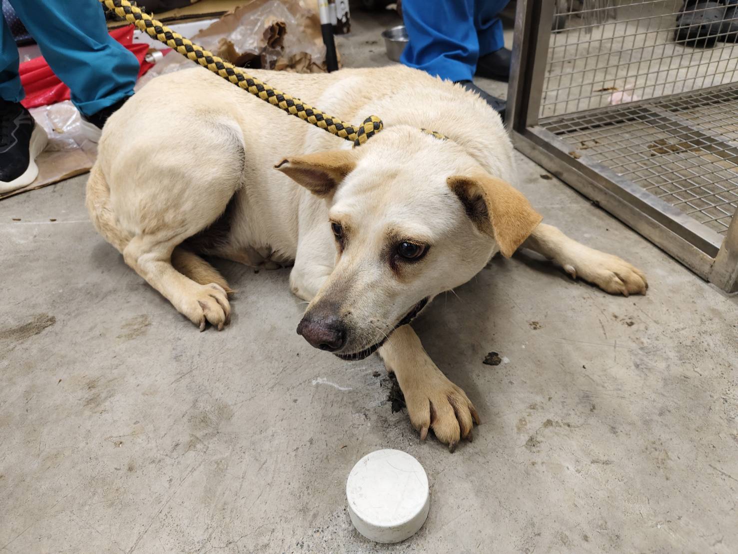 台北市已領養狗 混種犬