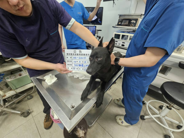 雲林縣待認養狗 混種犬