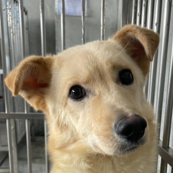 澎湖縣待認養狗 混種犬