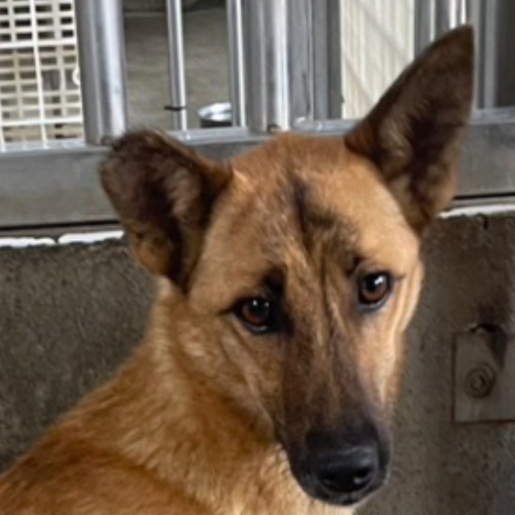 澎湖縣已領養狗 混種犬