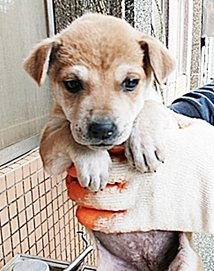 台中市已領養狗 混種犬