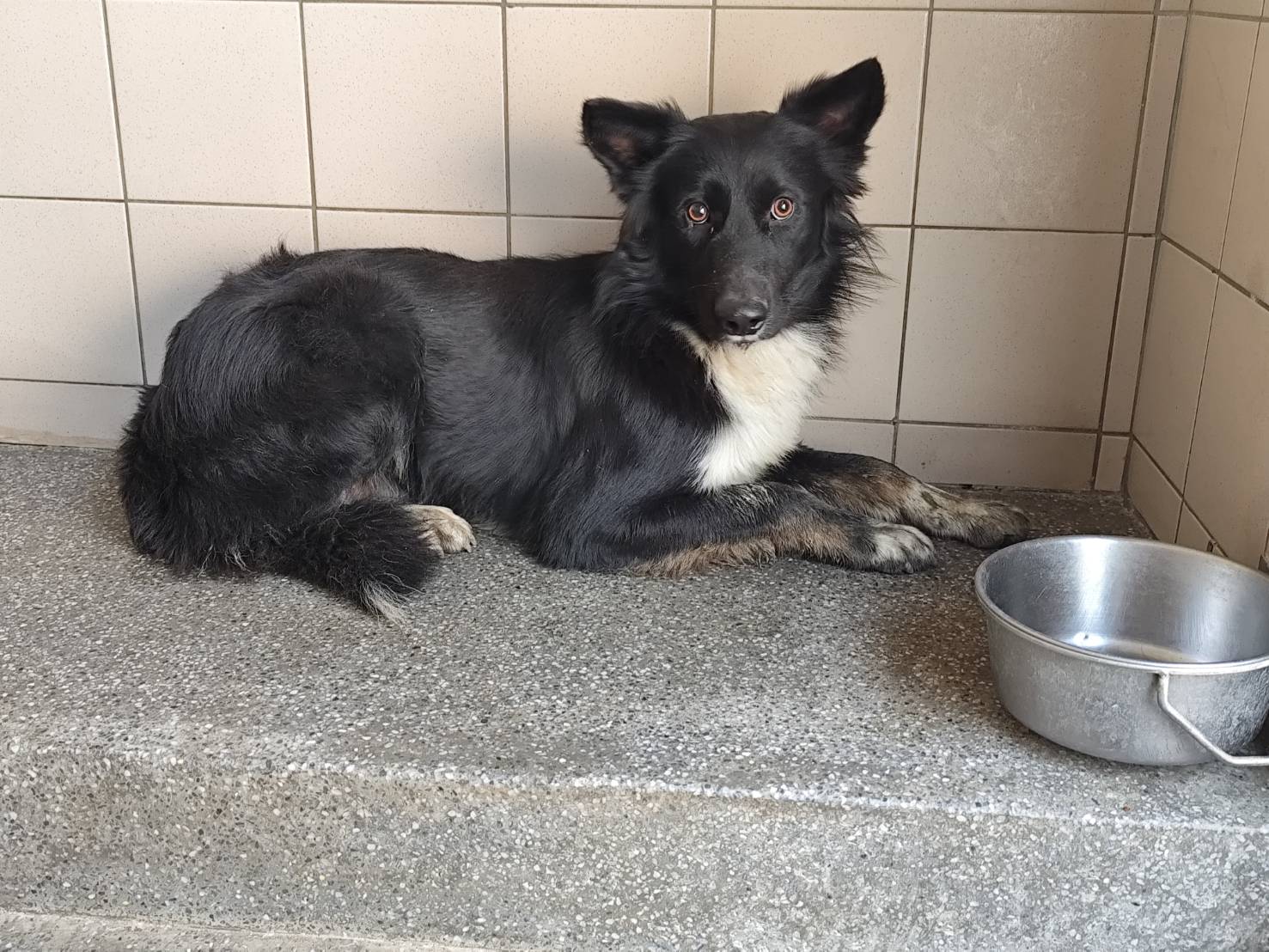 高雄市已領養狗 混種犬