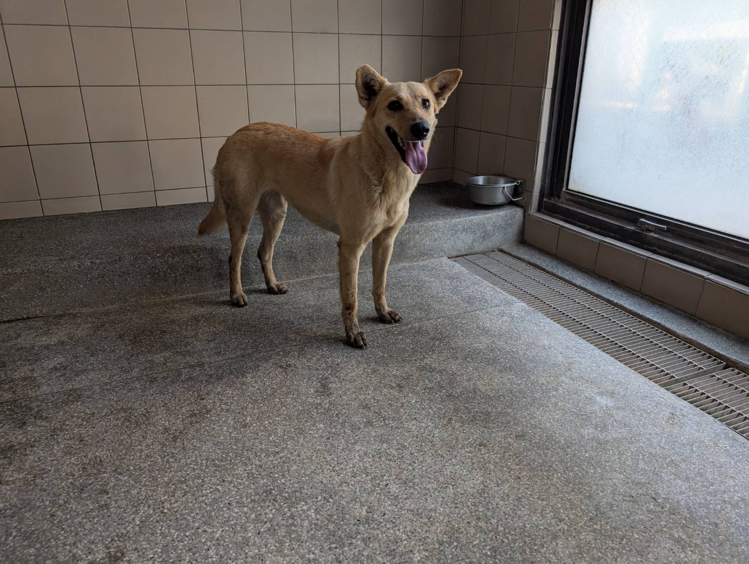 高雄市已領養狗 混種犬