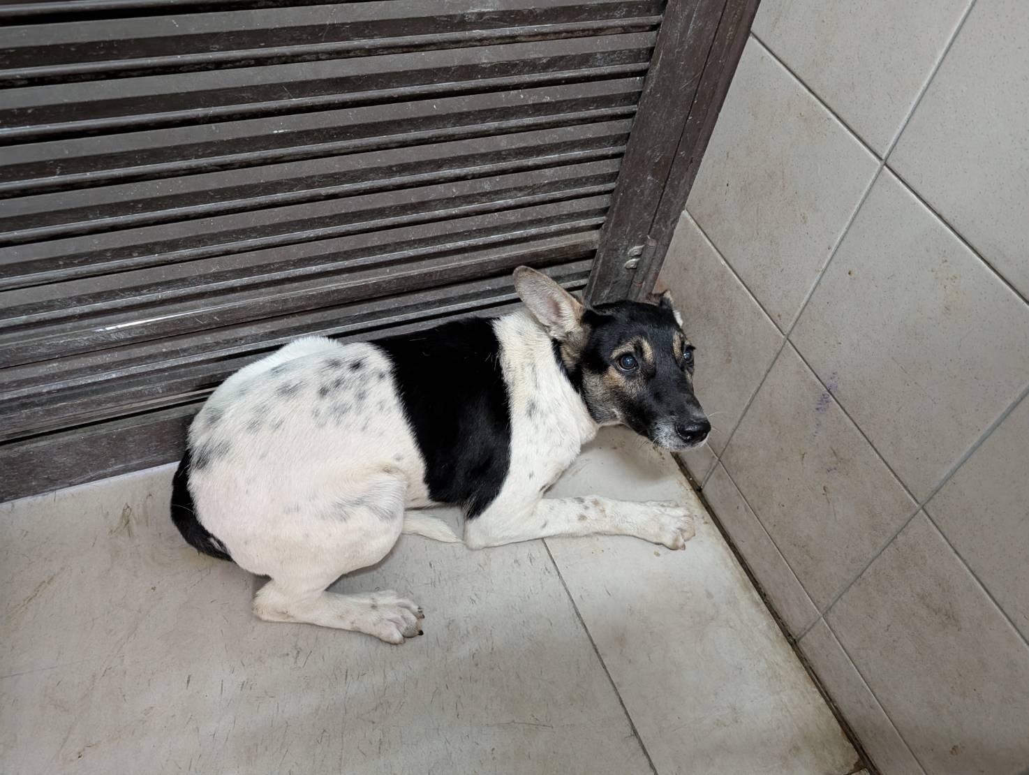 高雄市已領養狗 混種犬