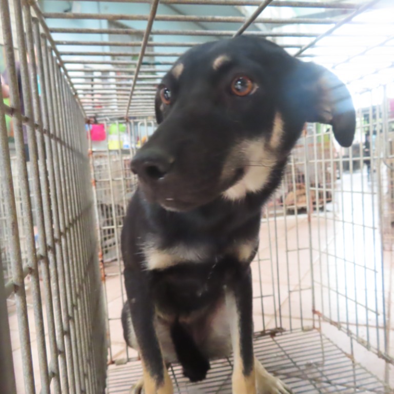 台南市已領養狗 混種犬