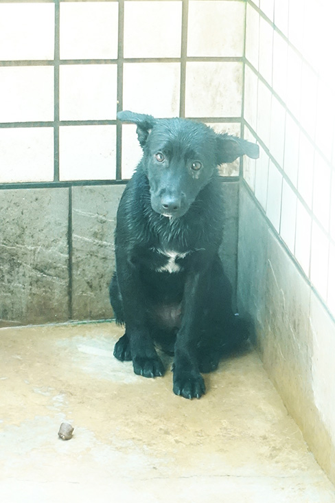 宜蘭縣已領養狗 混種犬