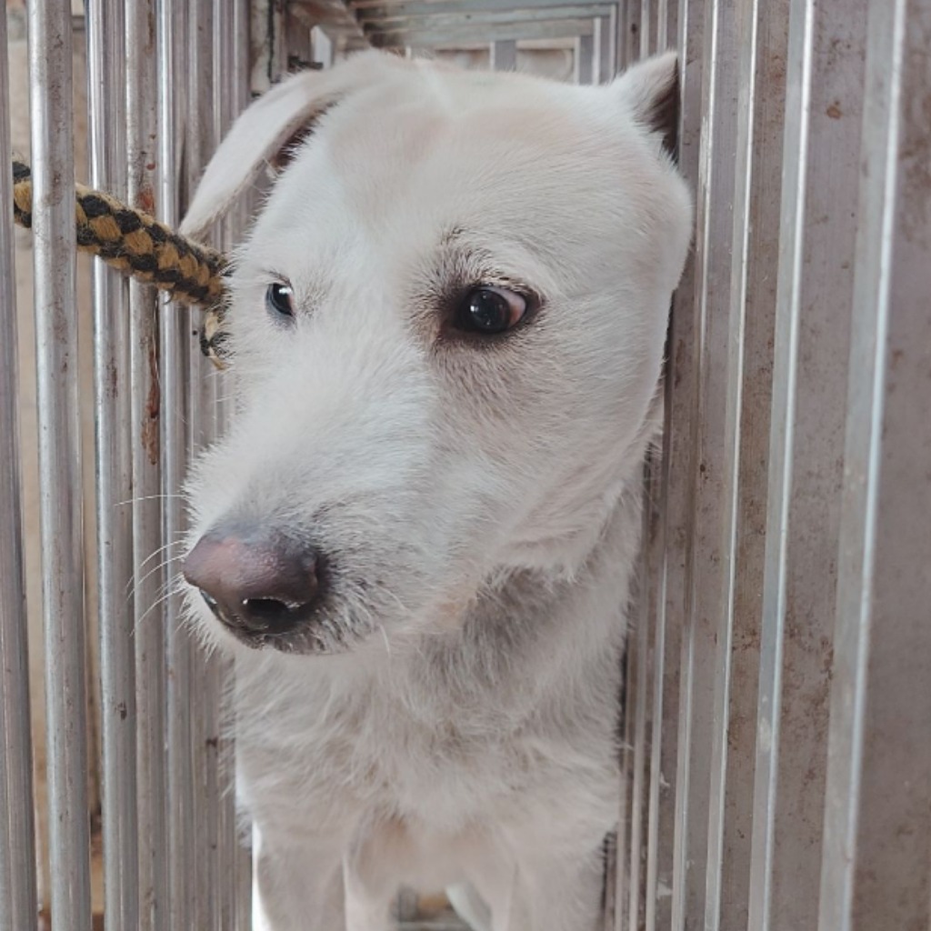 台南市已領養狗 混種犬