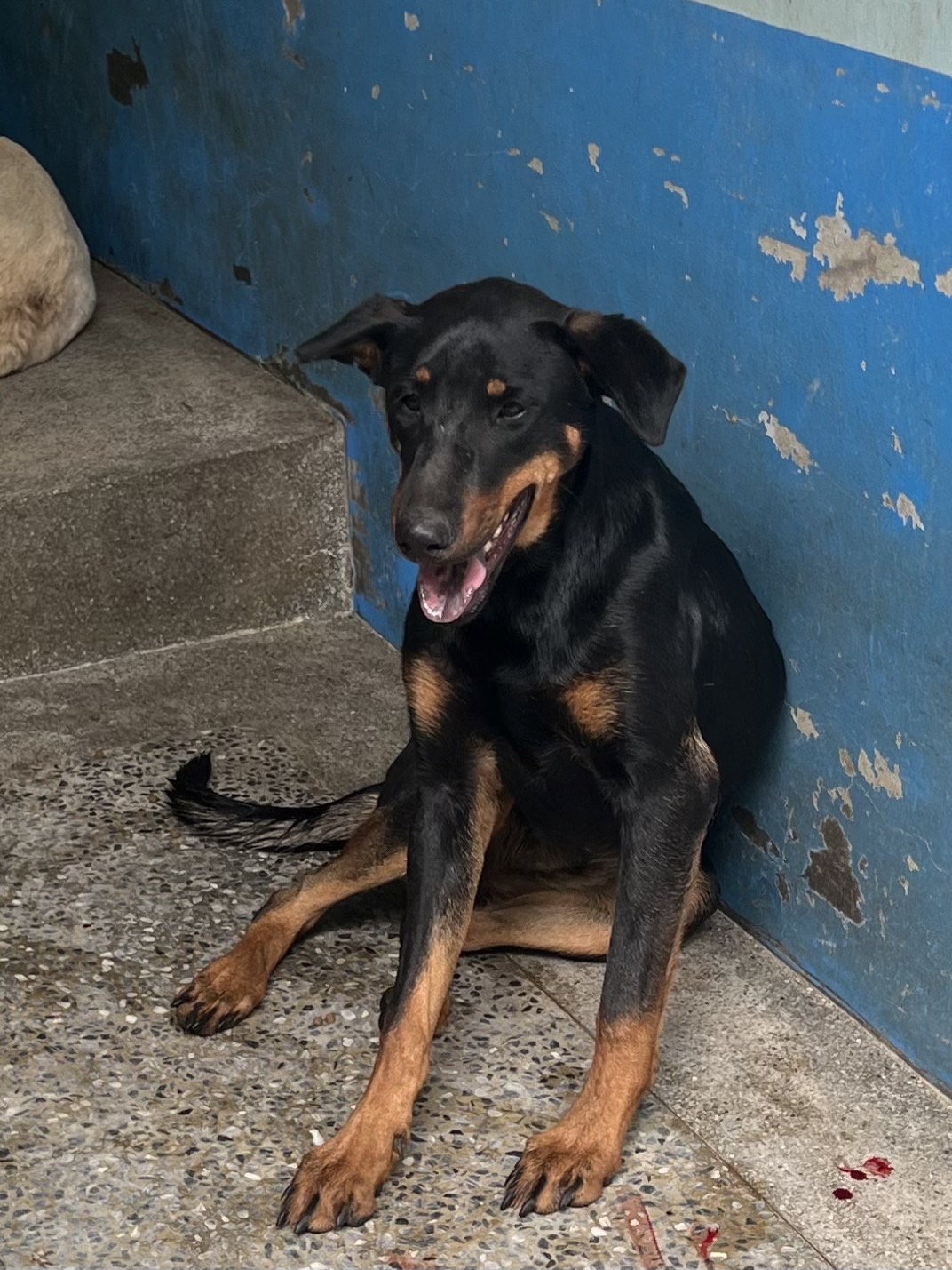 苗栗縣已領養狗 混種犬