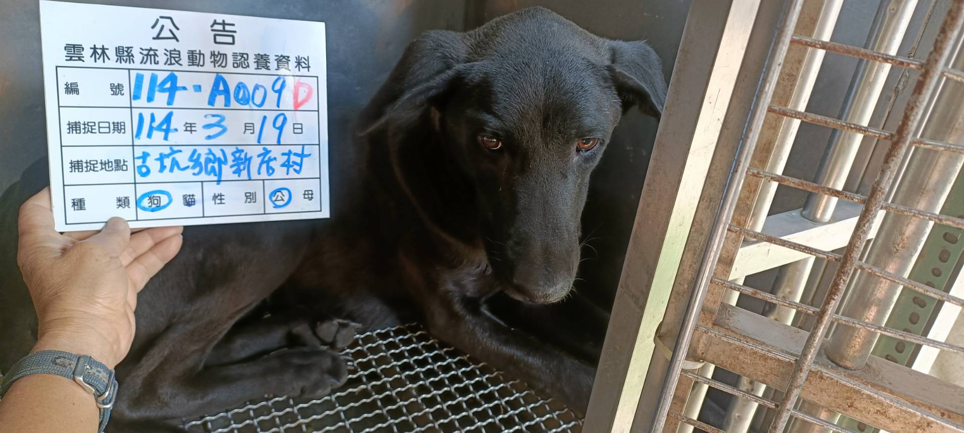 雲林縣已領養狗 混種犬