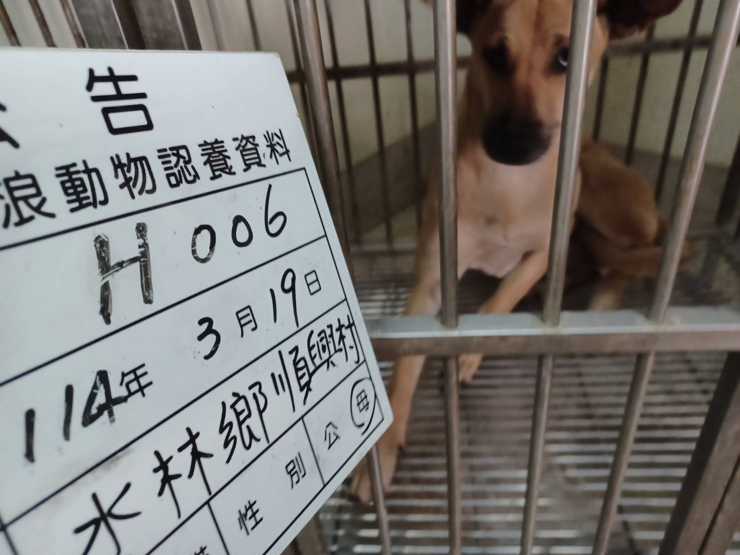 雲林縣已領養狗 混種犬