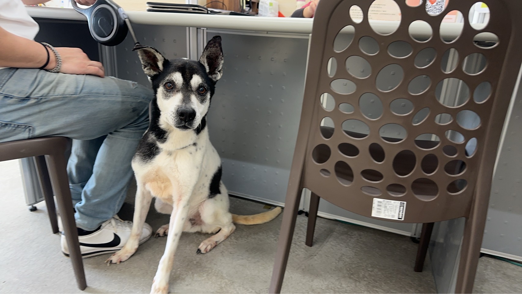 台北市已領養狗 混種犬