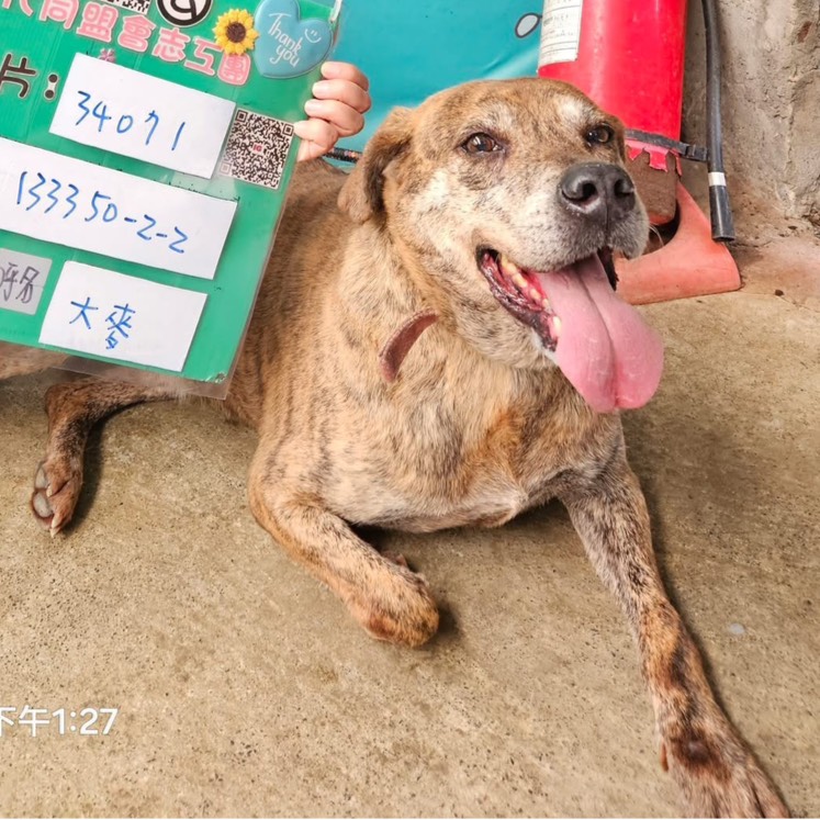 新北市已領養狗 混種犬