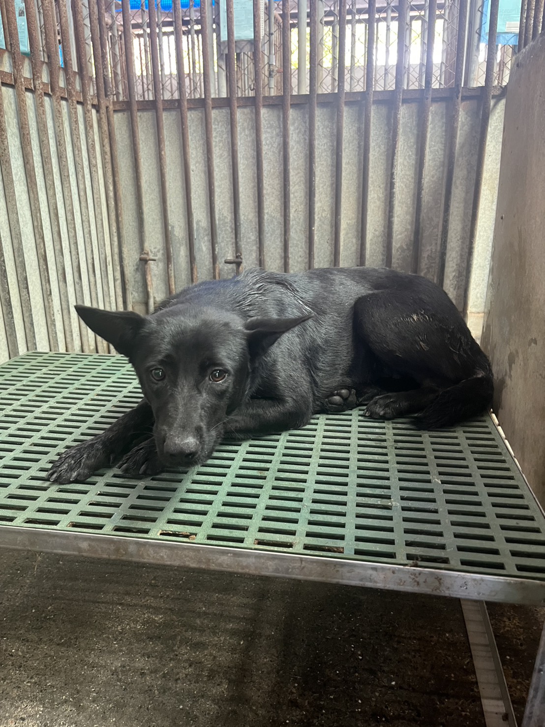 彰化縣已領養狗 混種犬
