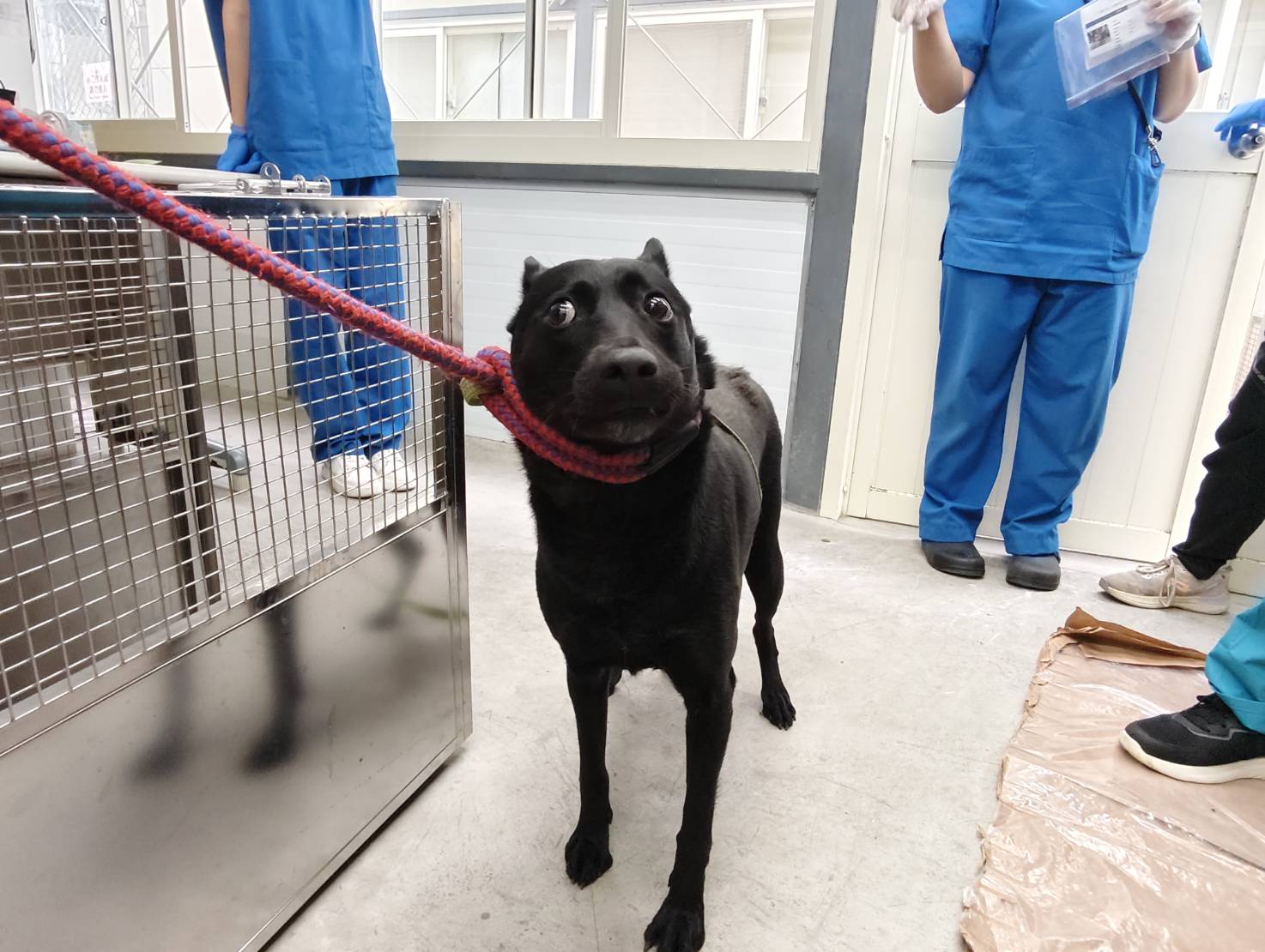 台北市已領養狗 混種犬