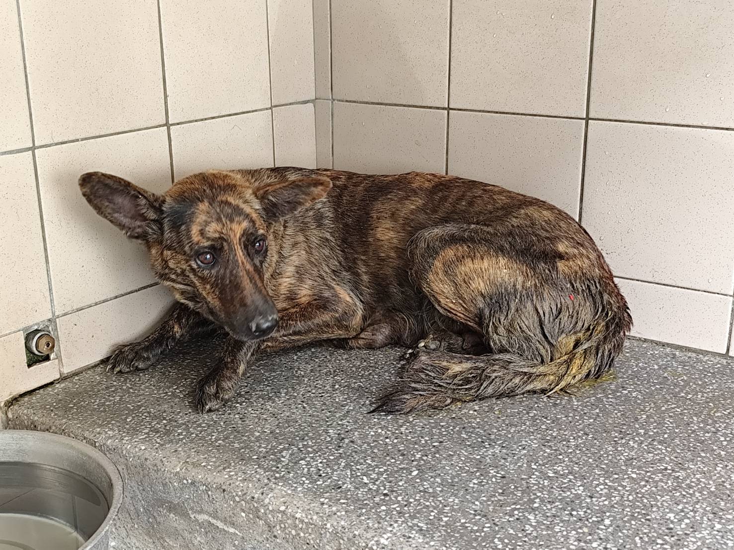 高雄市已領養狗 混種犬
