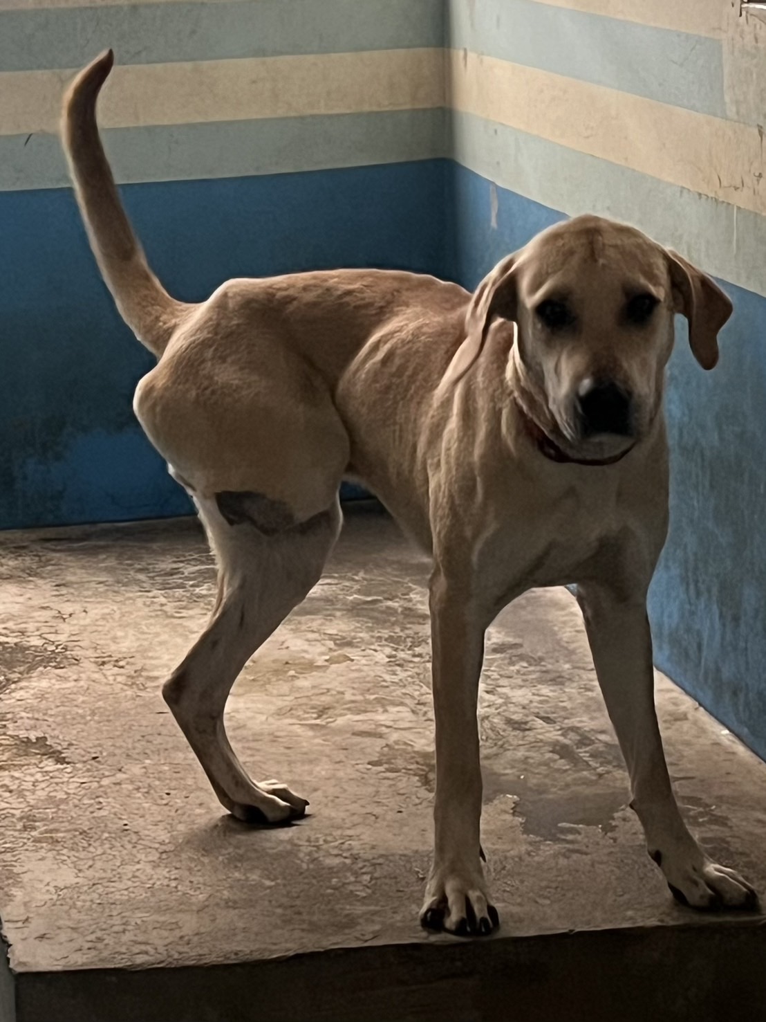 苗栗縣已領養狗 混種犬