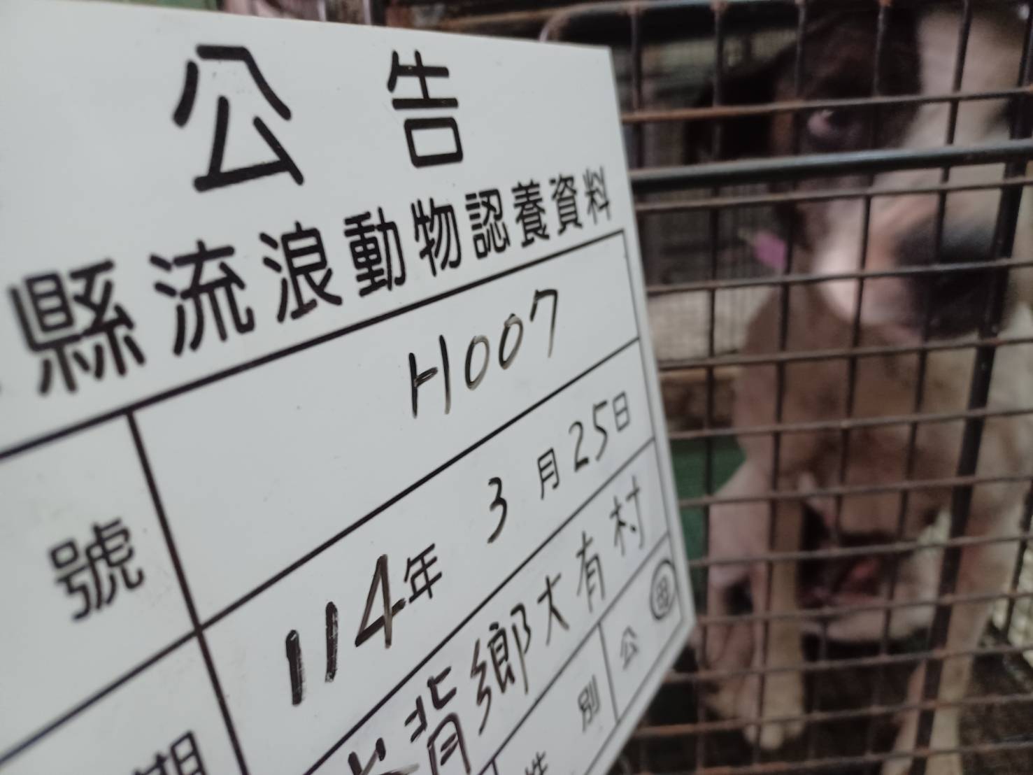 雲林縣已領養狗 比特犬