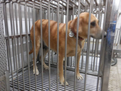 南投縣待認養狗｜混種犬｜黃色｜母