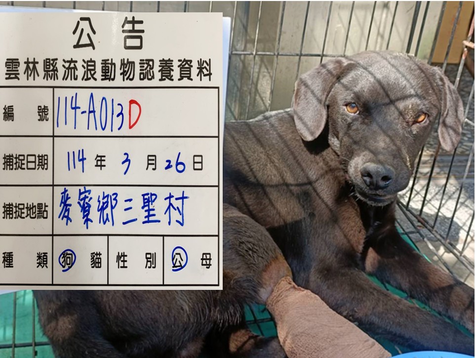 雲林縣已領養狗 混種犬