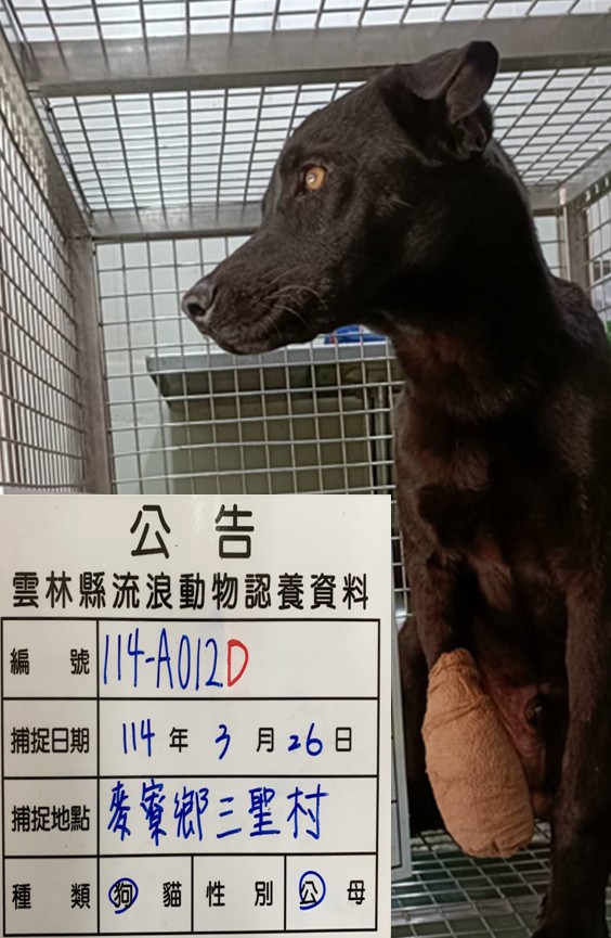 雲林縣已領養狗 混種犬