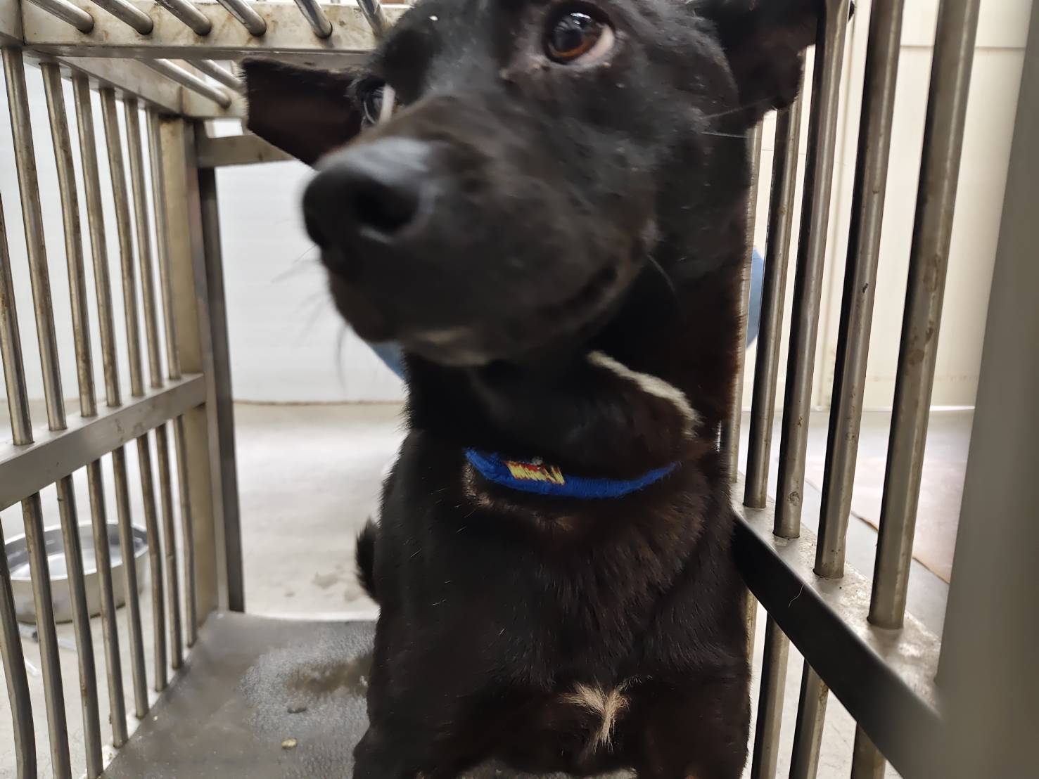 台北市已領養狗 混種犬