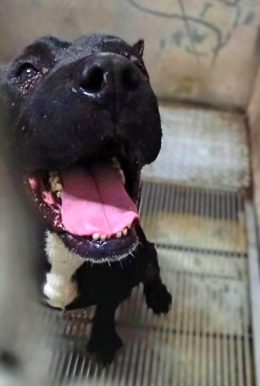 新竹縣已領養狗 混種犬