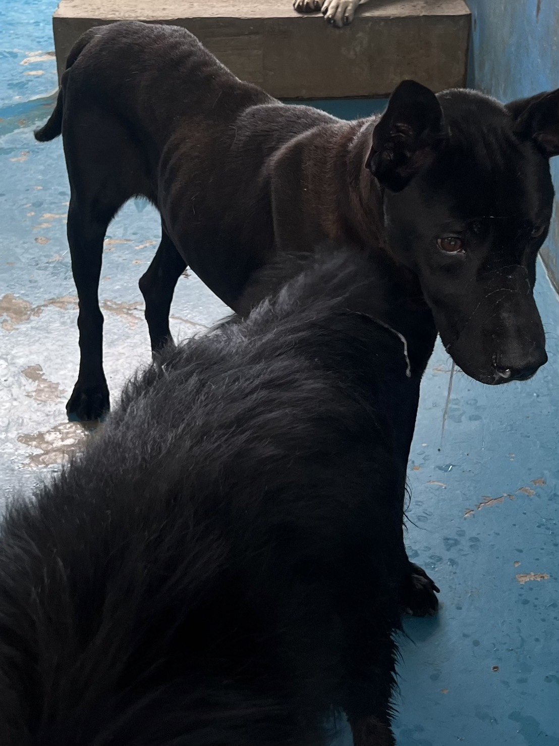 苗栗縣已領養狗 混種犬
