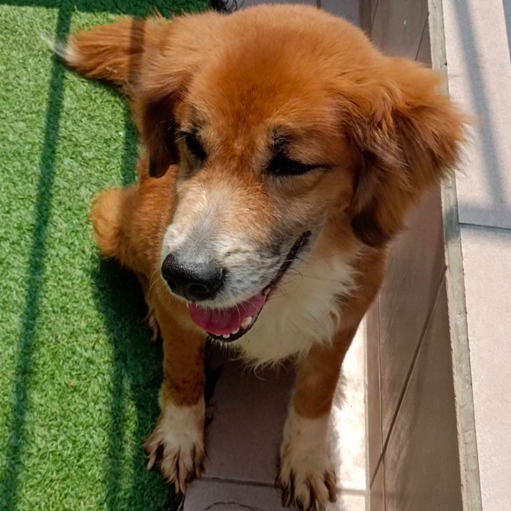 台南市已領養狗 混種犬