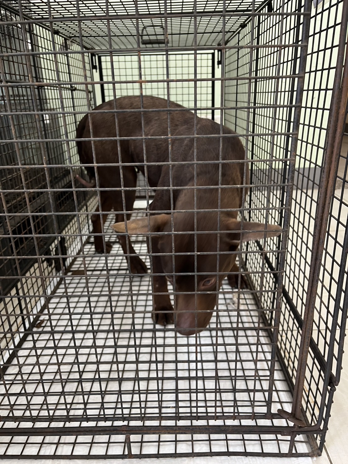 金門縣已領養狗 混種犬