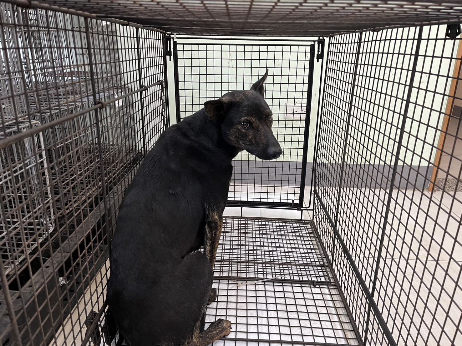 金門縣已領養狗 混種犬