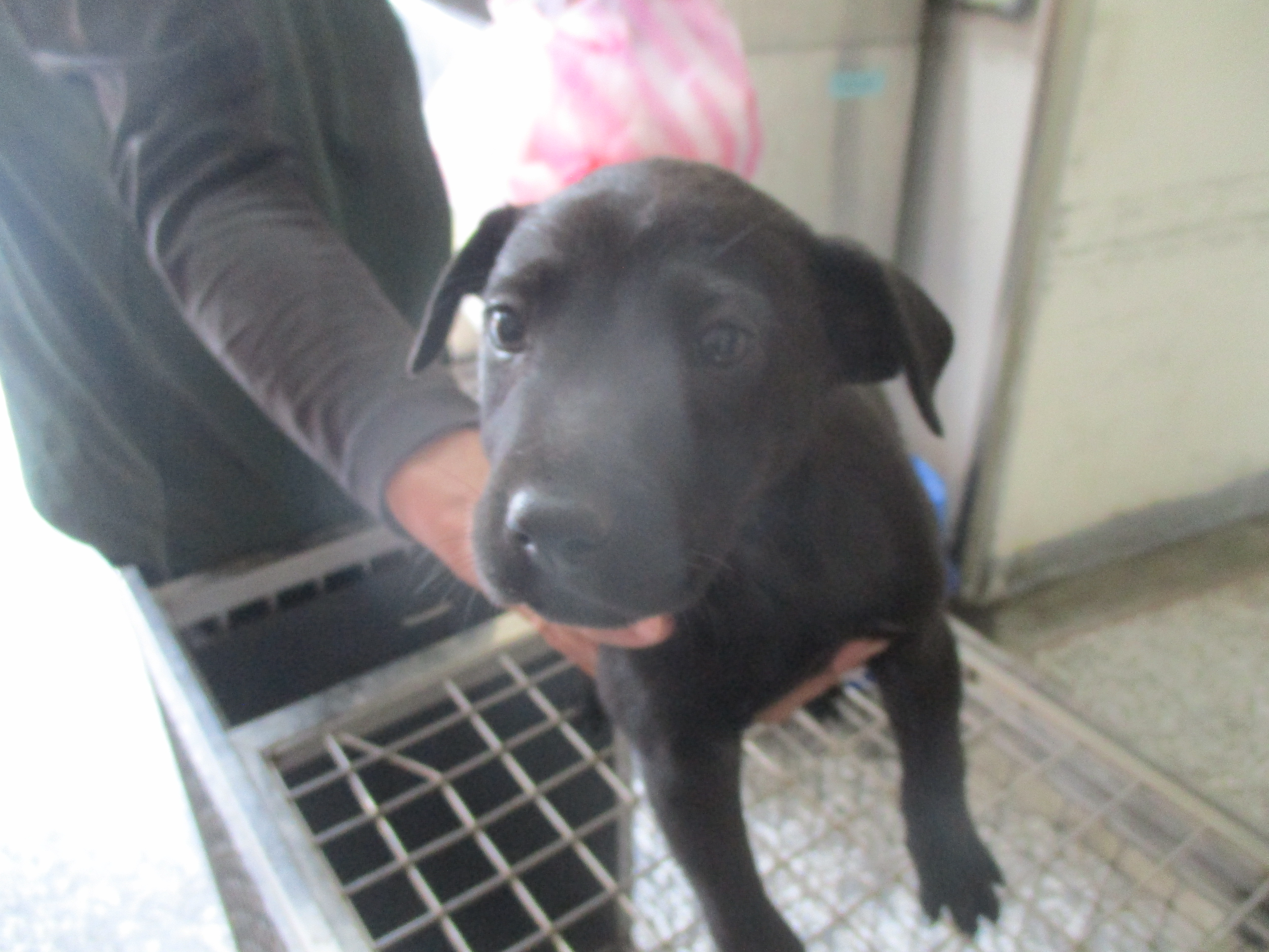 高雄市已領養狗 混種犬