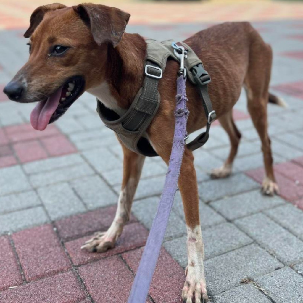 台南市已領養狗 混種犬