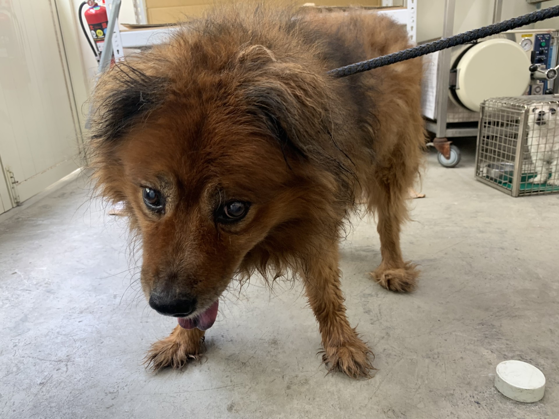 台北市已領養狗 混種犬