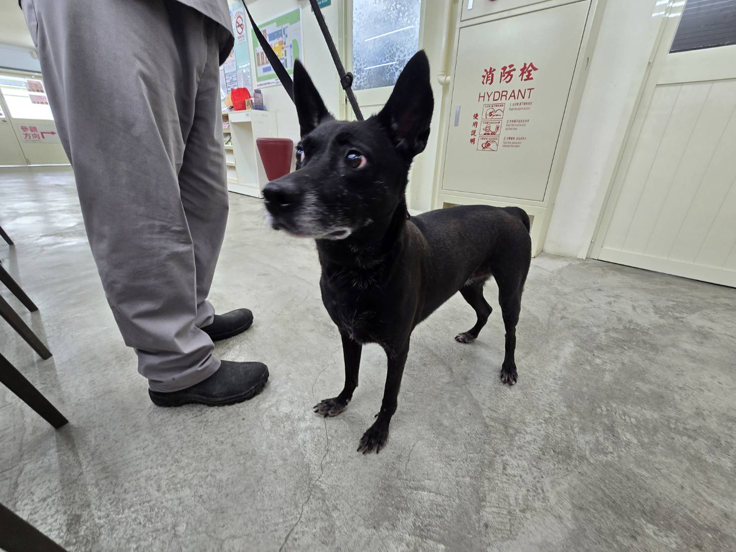 台北市已領養狗 混種犬
