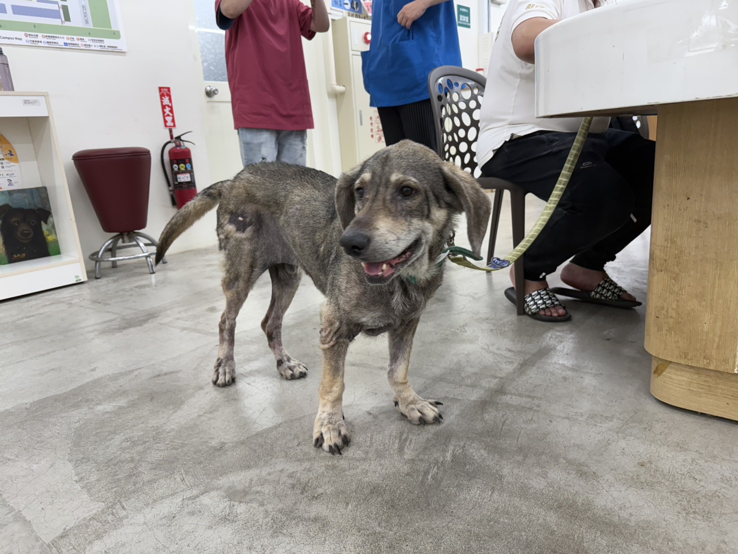 台北市已領養狗 混種犬