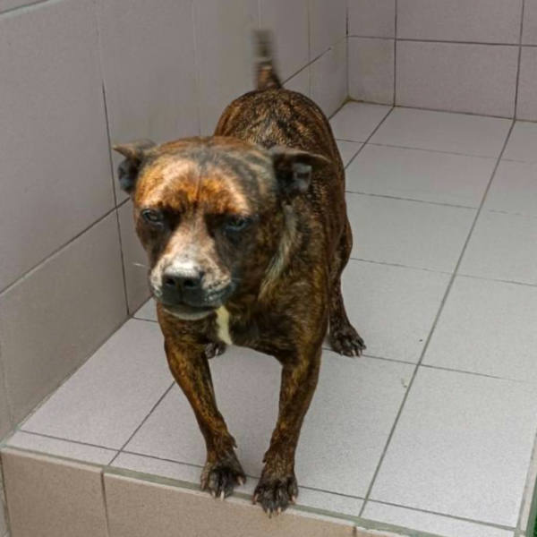 台南市待認養狗 混種犬