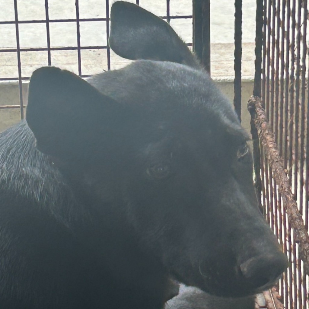 澎湖縣已領養狗 混種犬