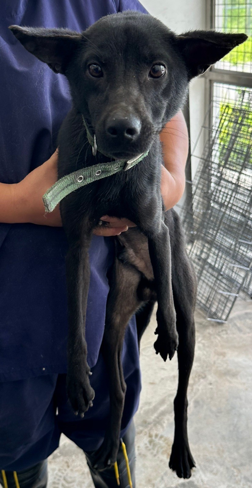 花蓮縣已領養狗 混種犬