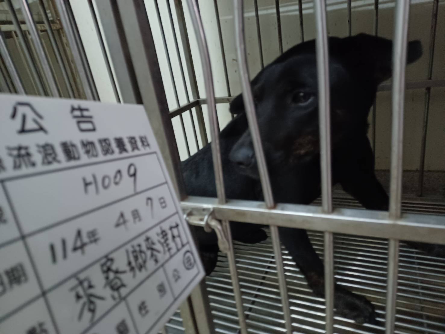 雲林縣已領養狗 混種犬