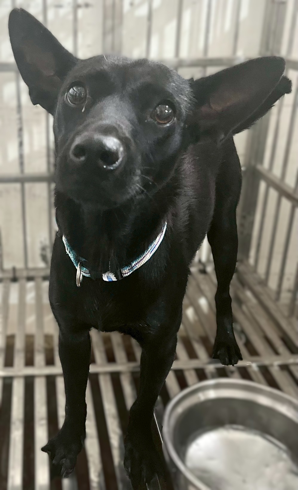 花蓮縣已領養狗 混種犬