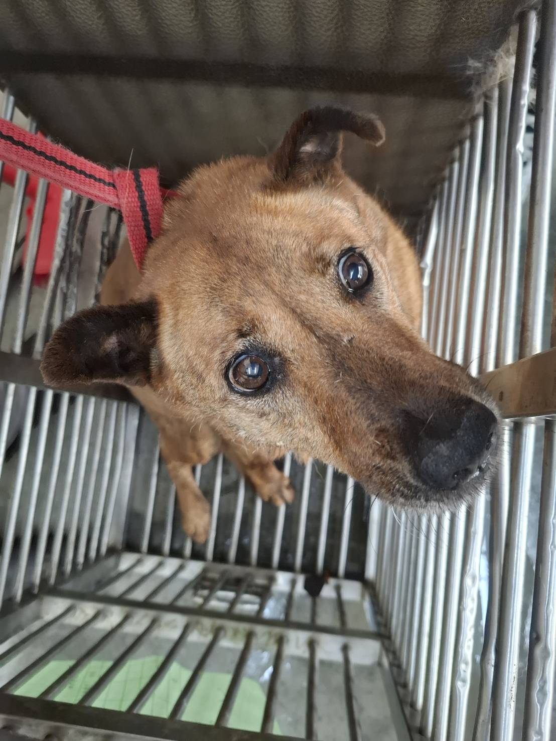 台北市已領養狗 混種犬