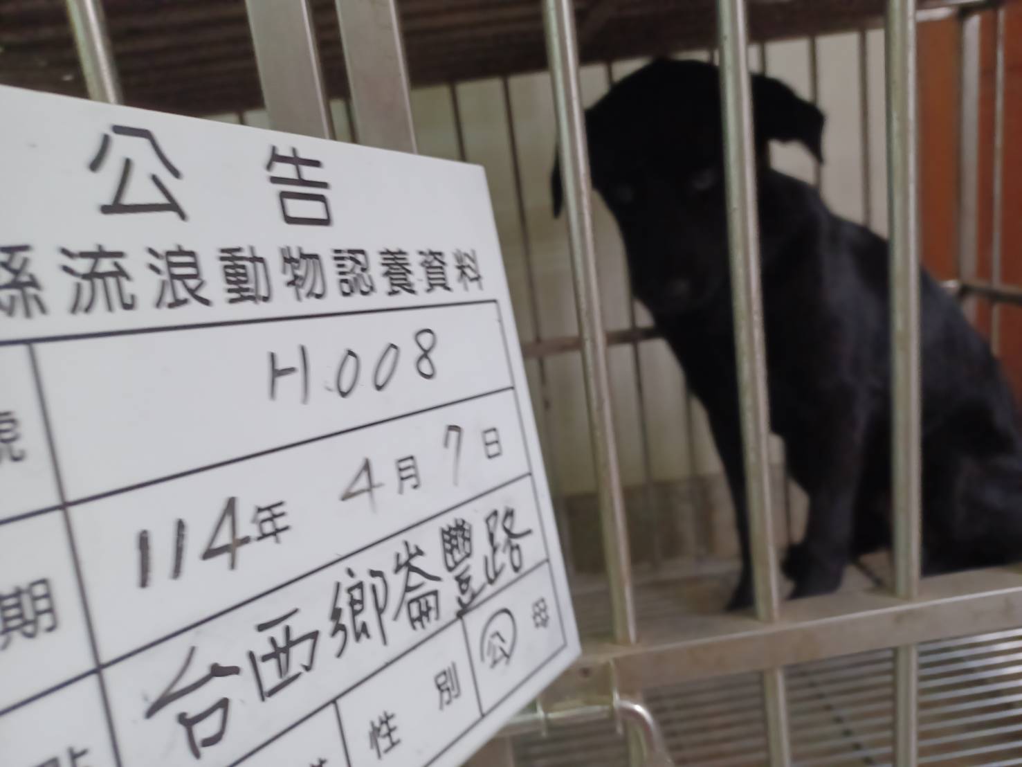 雲林縣已領養狗 混種犬