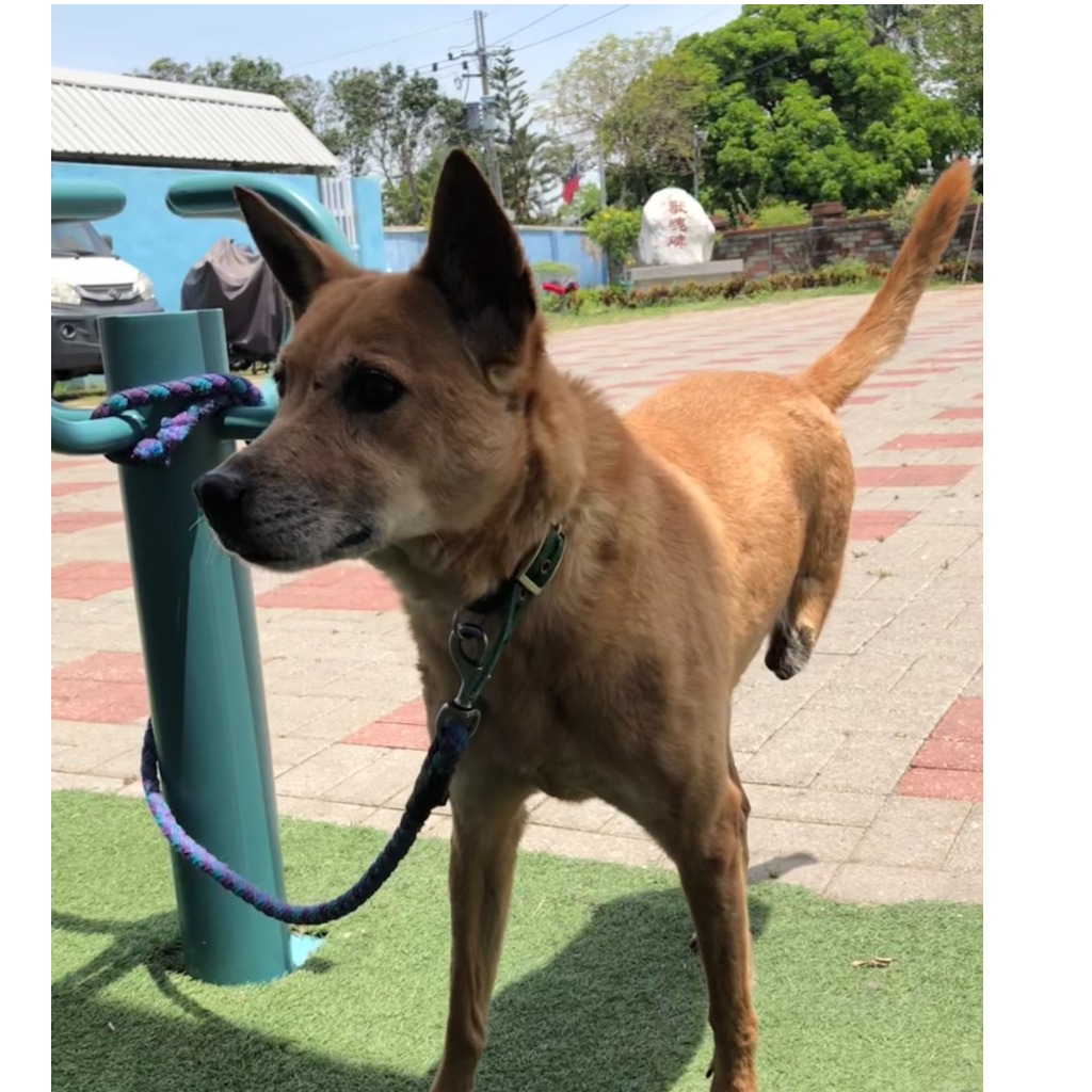 台南市已領養狗 混種犬