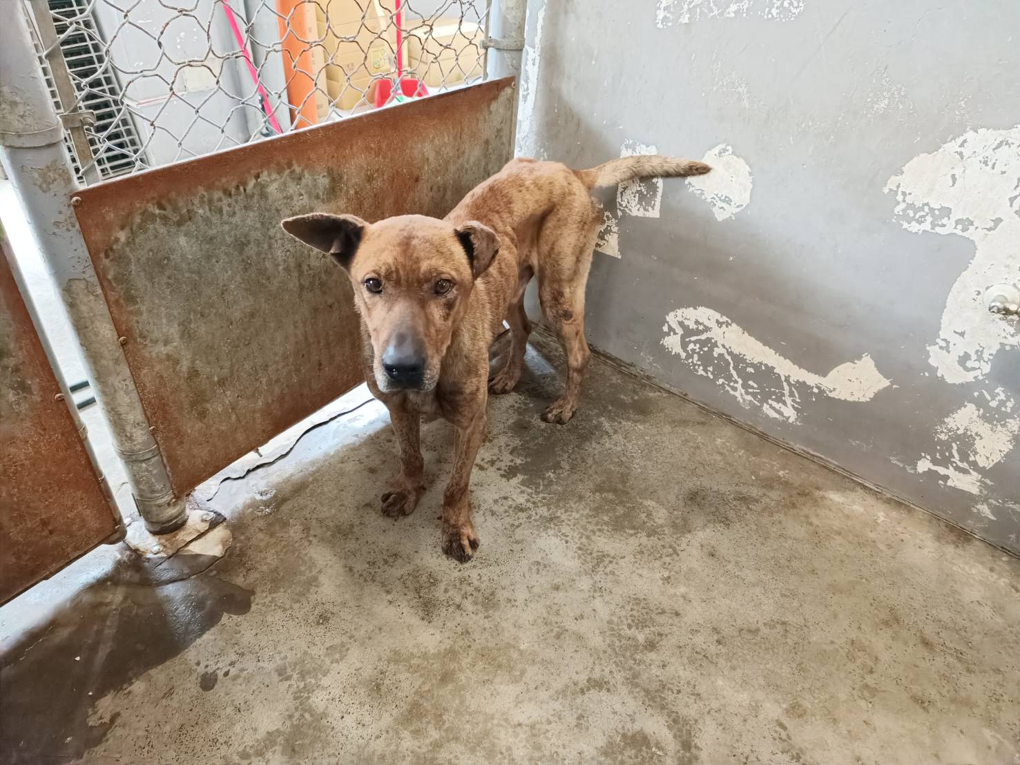 新竹市已領養狗 台灣犬