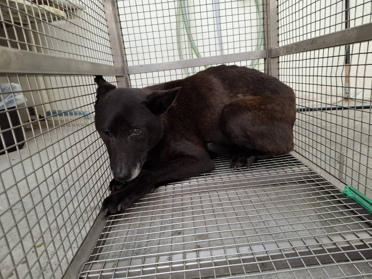 台北市已領養狗 混種犬
