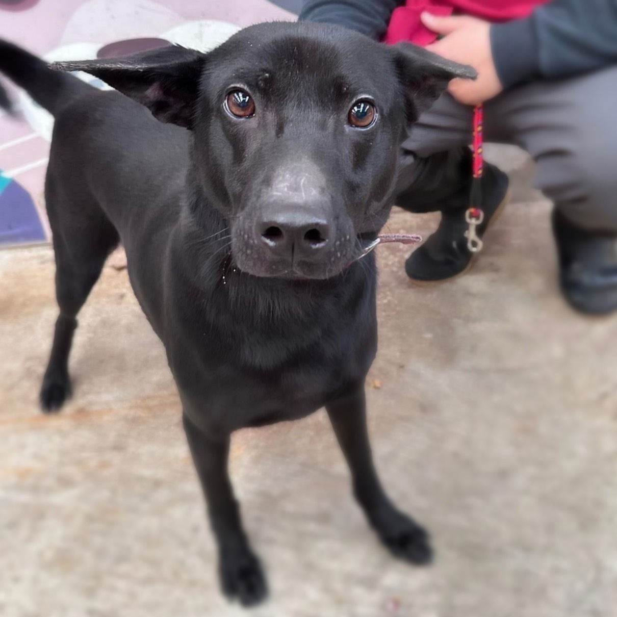 新北市已領養狗 混種犬