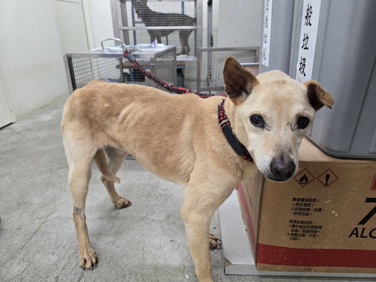 台北市已領養狗 混種犬